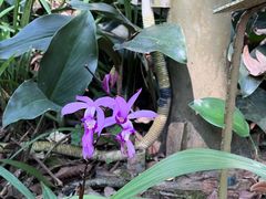 -中国科学院西双版纳热带植物园