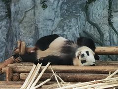 -深圳野生动物园