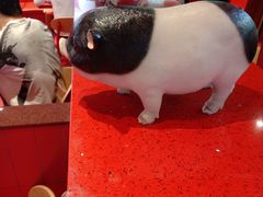 -猪角·闽南猪脚饭(上梅林店)