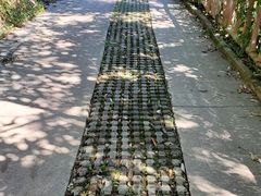 -梧桐山风景名胜区