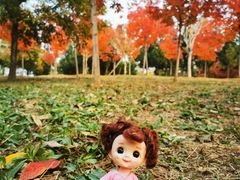 -北京西山国家森林公园