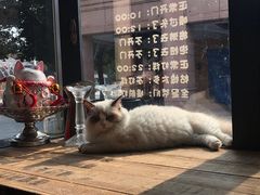 -吉丁鸟咖·异宠·寄养