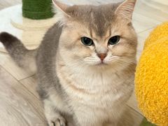 -有猫咖啡umeow coffee