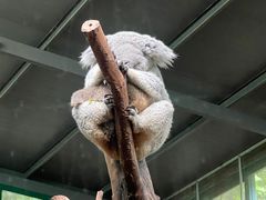 -广州长隆野生动物世界