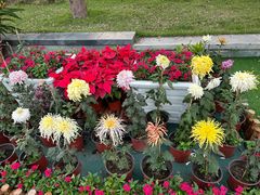 -西湖公园(鼓楼区)