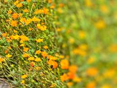 -泗洪洪泽湖湿地景区