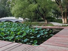 -青城公园