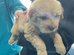 -爱牧宠物医院·猫专科·骨科·内窥镜(甪直店)