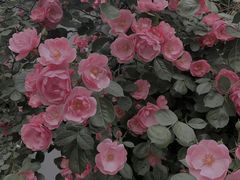 -VOYAGE COFFEE(北锣鼓巷店)