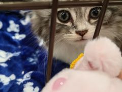 -1013 PET SHOP精品宠物商店(丁香店)