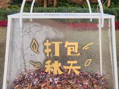 -青枫公园