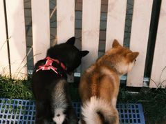 -趣玩宠物乐园寄养训犬训狗游泳池