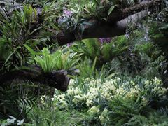 -深圳市中科院仙湖植物园