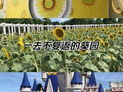 -百万葵园
