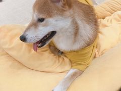 -逗柴咖啡屋·狗咖猫咖宠物桌游