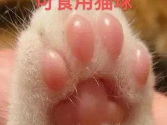 -喵屿·大理花园猫咖