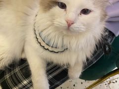 -喵喵咪呀布偶猫咖(春熙路店)