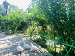 -西霞口神雕山野生动物世界