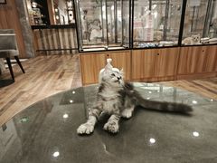 -袖虎·猫馆(体育西路店)