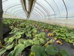 -胜丰草莓采摘园