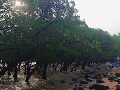 -宝安西湾红树林湿地公园