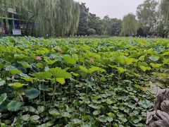 -莲湖公园