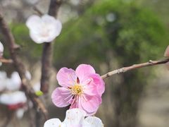 -桃花堤公园