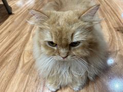 -MOCHA明星猫咖(田子坊店)