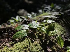 -七仙岭温泉国家森林公园