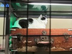 -猫咪博物馆(顶澳仔猫街店)