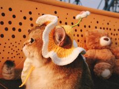 -三圣花乡旅游区