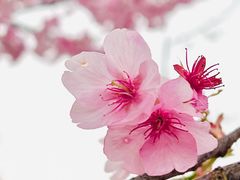 -顾村公园