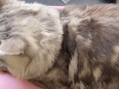 -糯米喵星人总部直营旗舰店·猫舍·幼猫出售