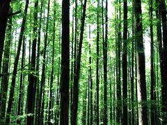 -山王坪喀斯特国家生态公园