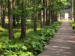 -黄海国家森林公园