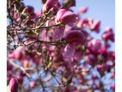 -泰山花样年华景区