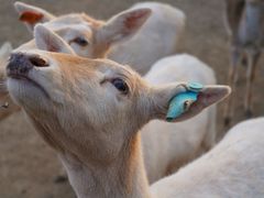 -北京麋鹿生态实验中心