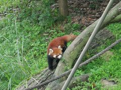 -都江堰中华大熊猫苑