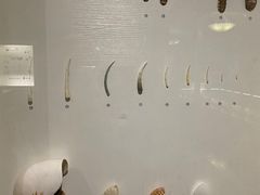 -青岛贝壳博物馆