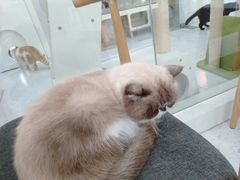 -喵园·猫主题咖啡厅·撸猫·猫咖(国贸店)