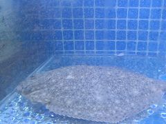 -海帮主·蒸汽海鲜青岛菜(栈桥火车站店)