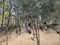 -上海佘山国家森林公园天马山园