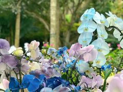 -深圳市中科院仙湖植物园