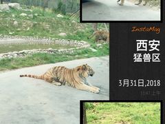 -西安秦岭野生动物园