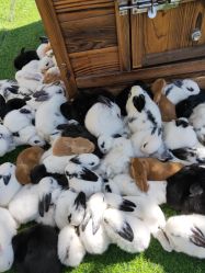 -萌宠亲子动物乐园(槐房万达店)