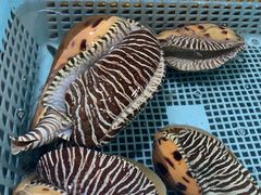 -霞涌市场海鲜摆卖区