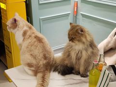 -安格丽娜·狗咖·猫咖羊驼咖(春熙路百盛商场店)