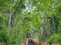 -西双版纳原始森林公园