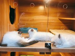 -猫十亿·布偶金渐层·曼基康矮脚猫舍(青年路店)