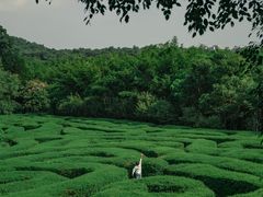 -大屏嶂森林公园